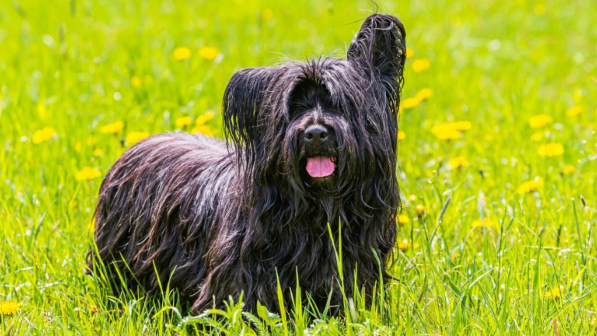Video thumbnail for Dog Breeds That Could Disappear Forever If We Don't Help