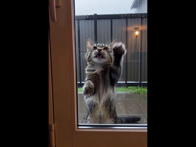 Video thumbnail for Poor Kitten Asking for Help