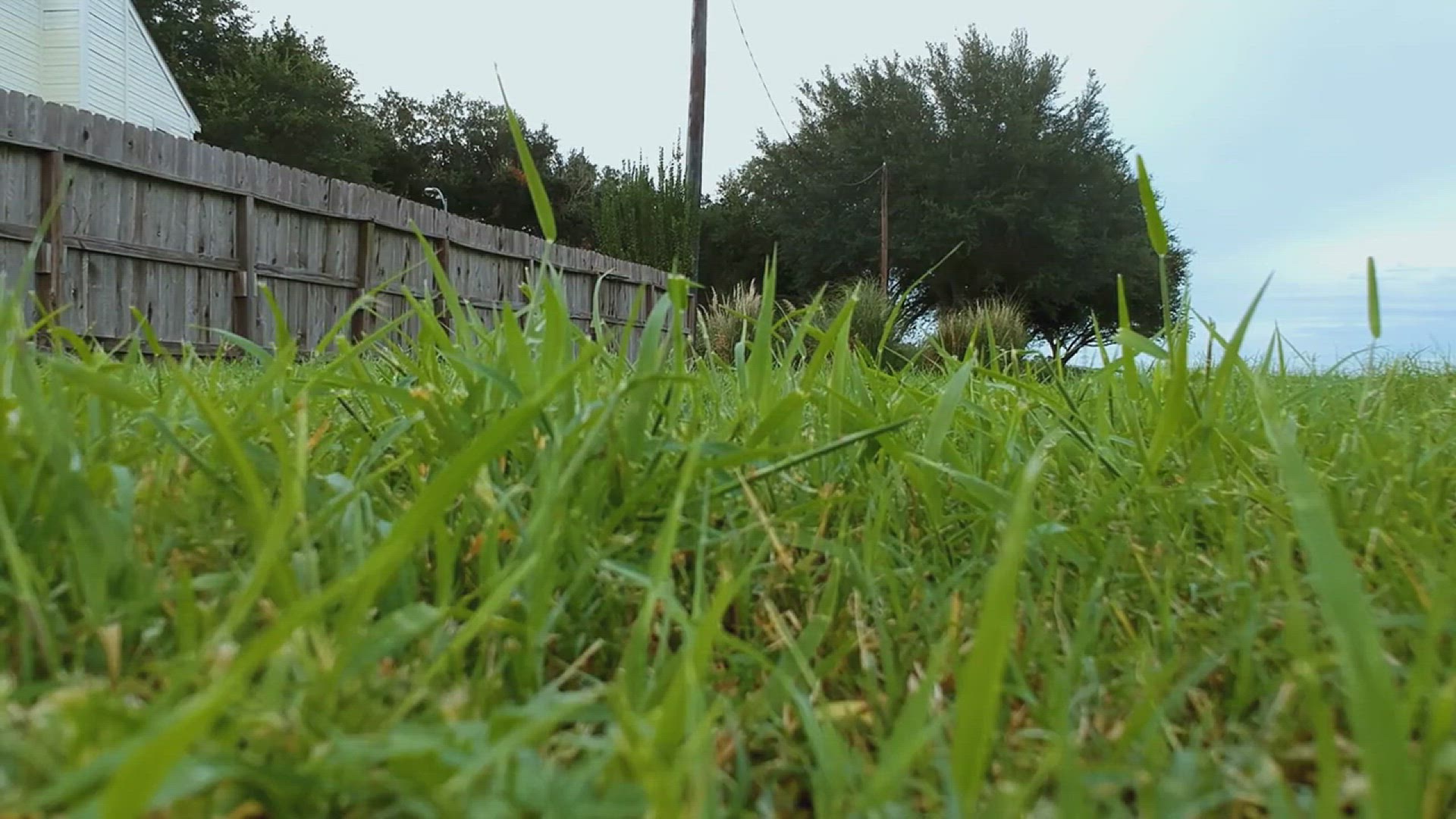 'Video thumbnail for The Ultimate Guide to Getting Rid of Lawn Weeds'