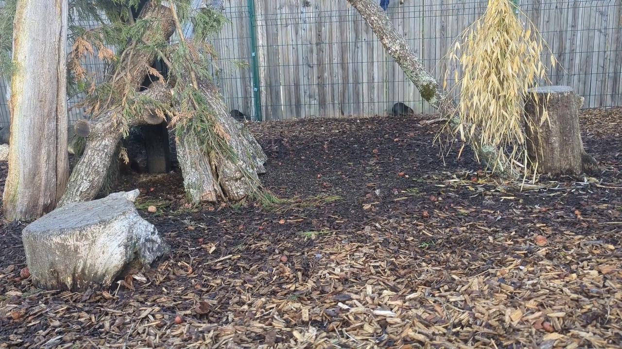 Video thumbnail for UK: New Male Agouti Joins UK Zoo’s Largest Group As Park Plans Capybara Habitat.