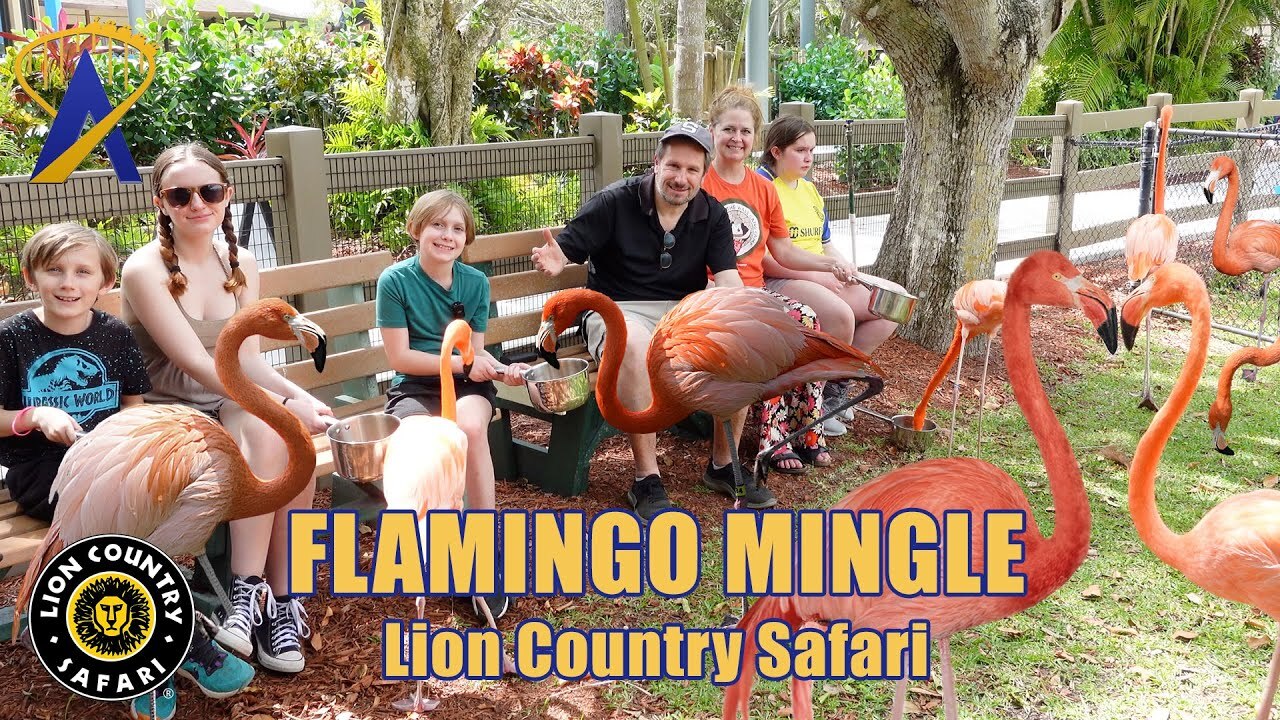 Video thumbnail for Flamingo Mingle at Lion Country Safari