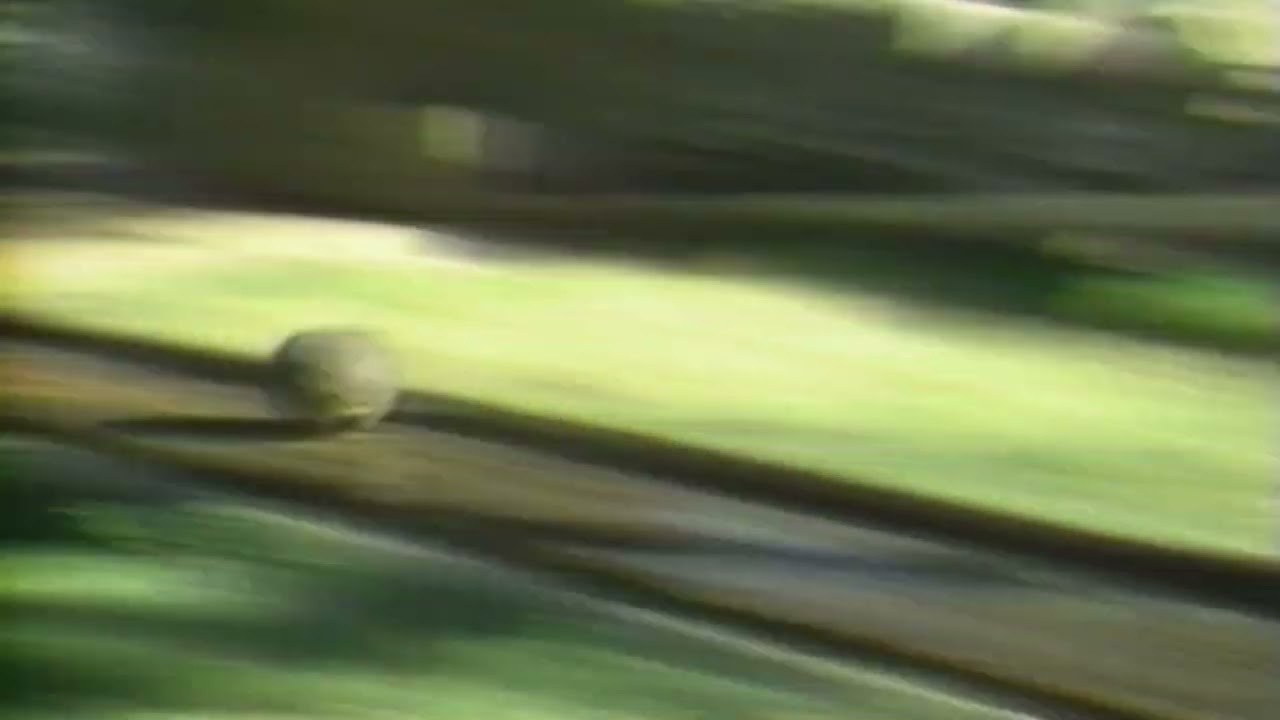 Video thumbnail for Bob Uecker introduces Kegal Kugal for Episode 16 of The Wacky World of Sports