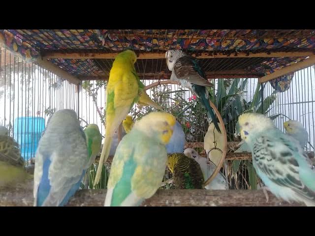 Video thumbnail for 🎧 Sons Naturais em Alta Qualidade – 15 Min de Relaxamento Profundo