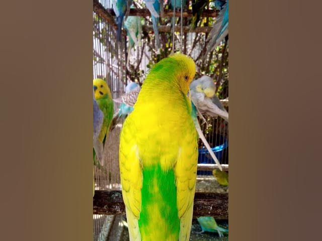 Video thumbnail for Toller Rufton für Wellensittiche, der ihn glücklich macht!!! #Vögel #Liebe #Papagei #lustig #vogel