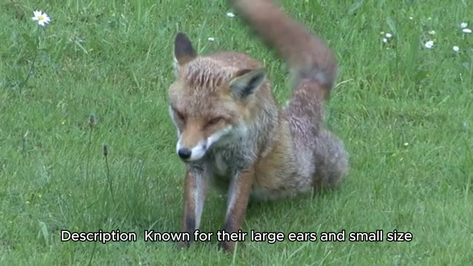 Video thumbnail for Top 10 Exotic Pets You Can Legally Own