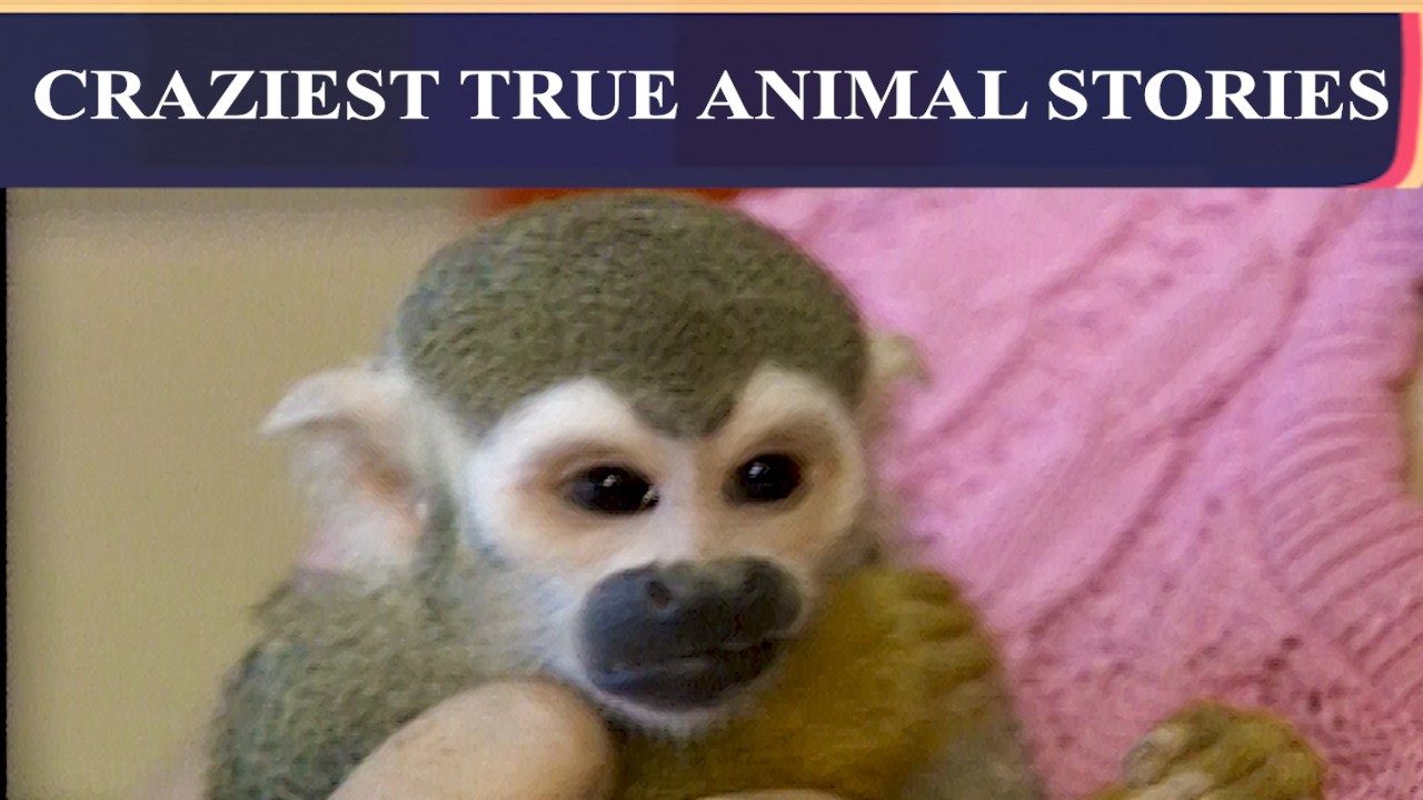 Video thumbnail for The Craziest True Animal Stories | That Was The News Then: Ep. 40