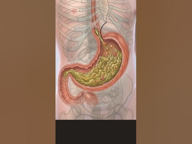 Video thumbnail for Stomach Anatomy