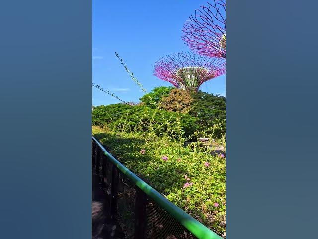 Video thumbnail for Somewhere in Singapore