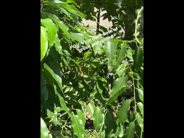 Video thumbnail for Outside, looking at natures #beginnergardening #gardening #garden