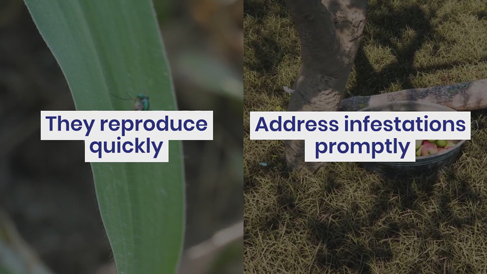 'Video thumbnail for Different Types of Small Flying Bugs'