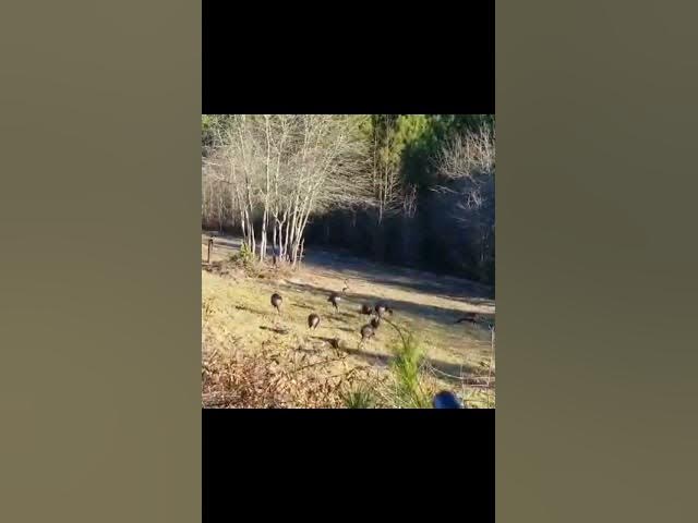 Video thumbnail for January 18, 2026