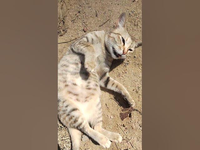 Video thumbnail for Moxie Playing With Me