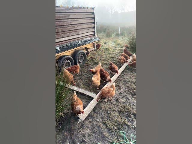Video thumbnail for Breakfast time for the chickens. #chickencoop #freerangechickens #farming