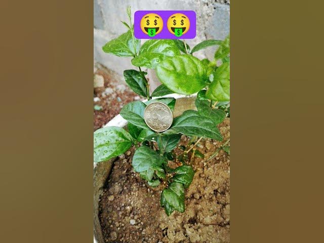 Video thumbnail for पैसे का पेड़,, आप भी लगाओ चीन की नयी खोज#shorts