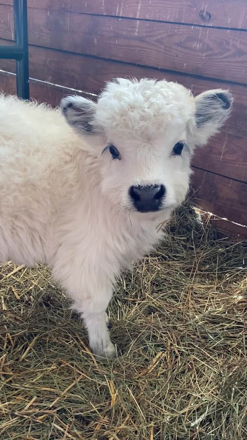 Video thumbnail for Fluffy Mini Cow Calf Enjoying Cozy Barn Scratches