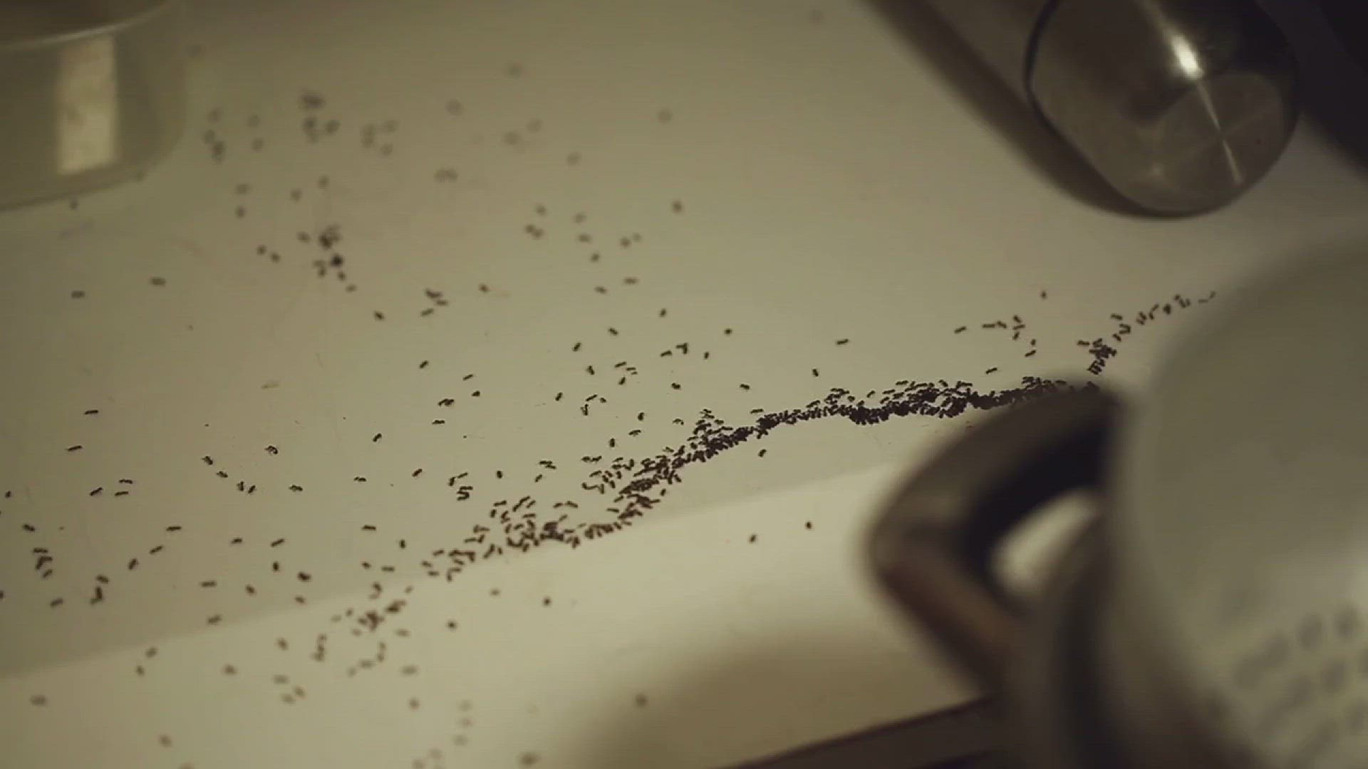 'Video thumbnail for How to Repel Ants from Kitchen'