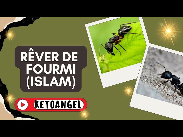 'Video thumbnail for Rêver de fourmi : signification et interprétation en islam'