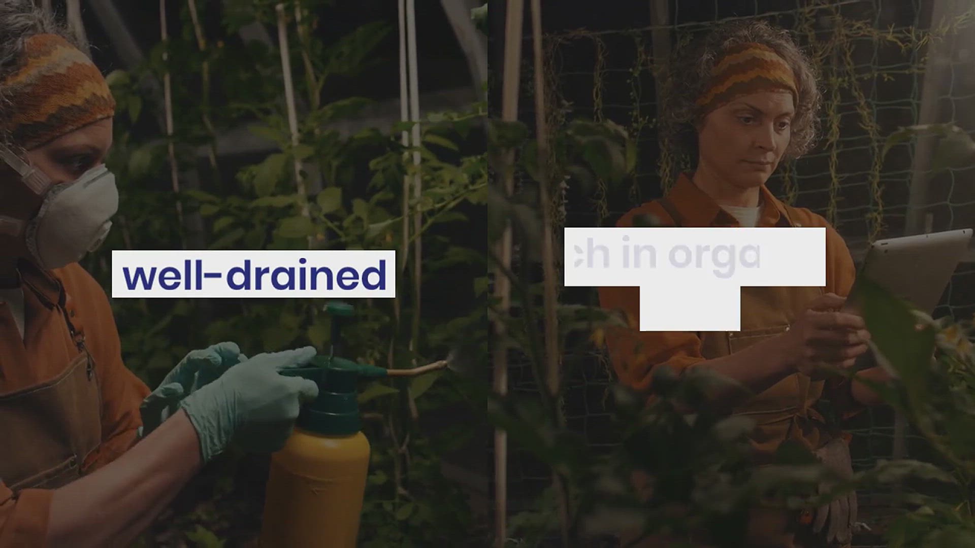 'Video thumbnail for How to Care for Your Tomatoes in the Garden'