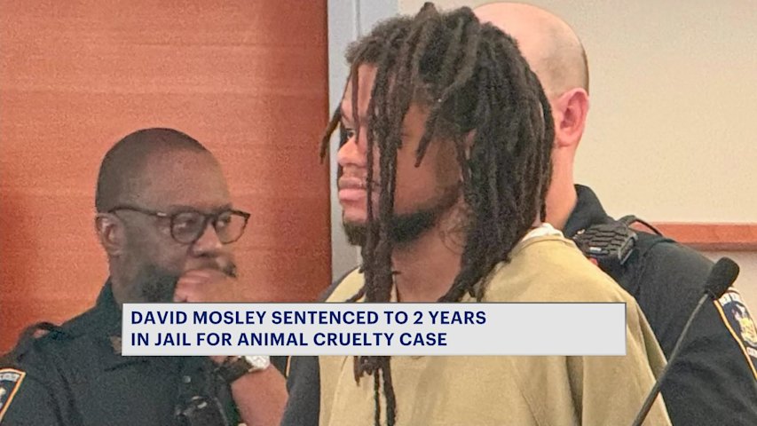 Video thumbnail for David Mosley sentenced to maximum two years in jail for animal cruelty case