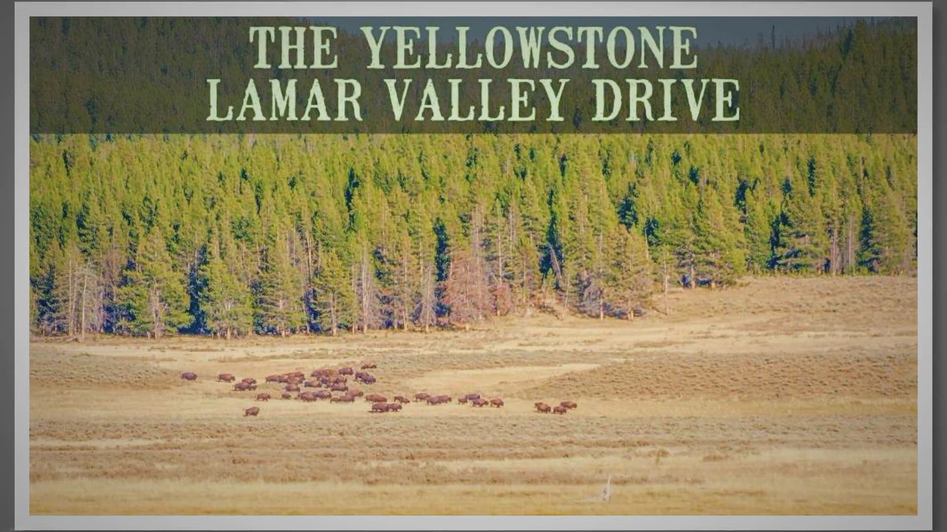 'Video thumbnail for The Yellowstone Lamar Valley Scenic Drive: A Complete Guide'