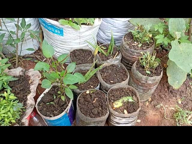 Video thumbnail for My aloe vera plants are growing with great care, I have fertilized the base of the plants.