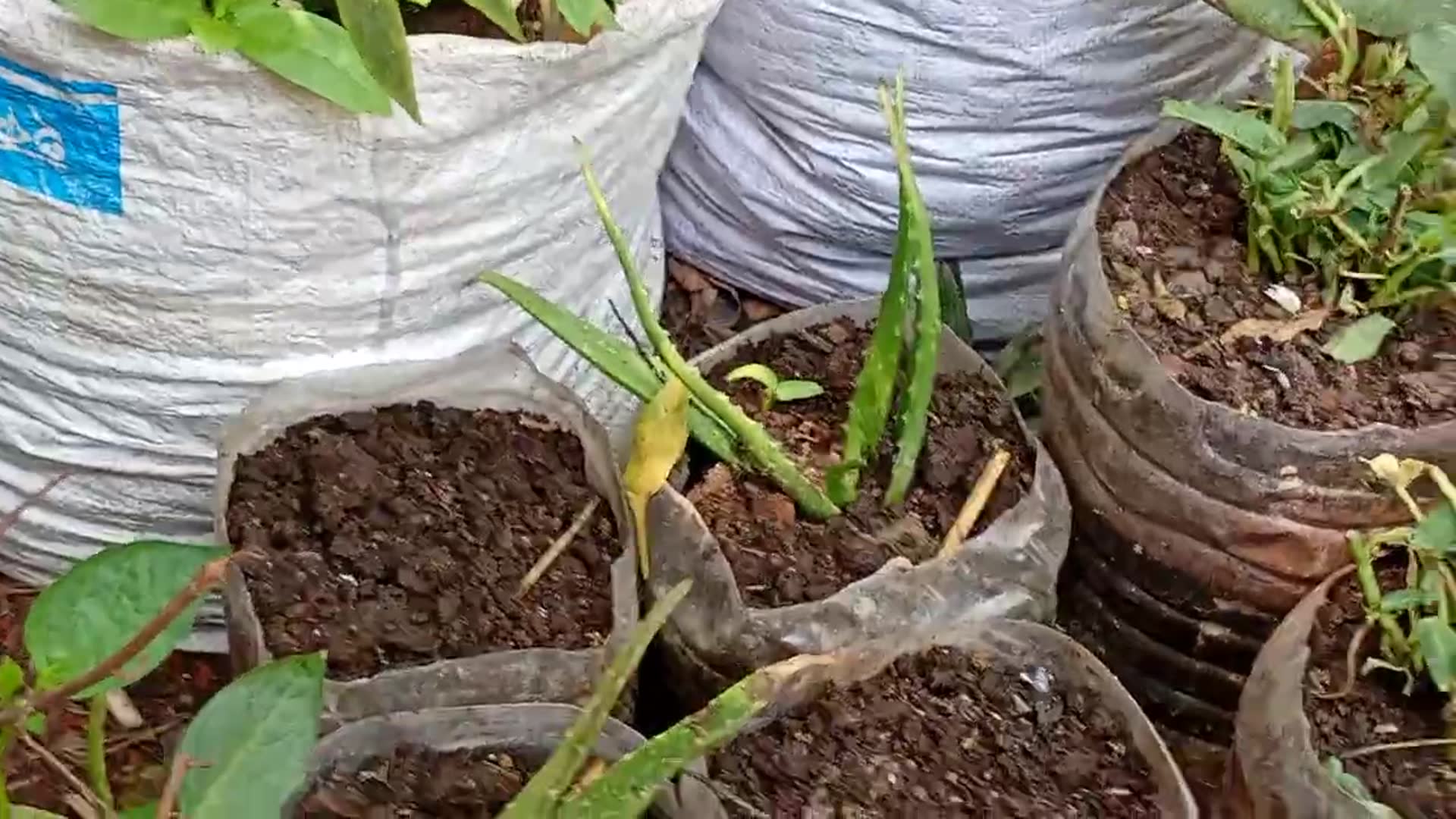 Video thumbnail for My aloe vera plants are growing with great care, I have fertilized the base of the plants.