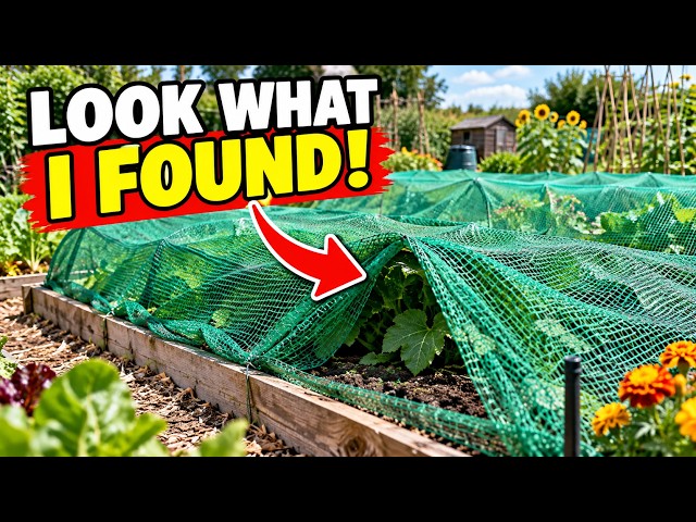 Video thumbnail for I Couldn't Believe What I Found Under My Garden Netting! 😱🌱