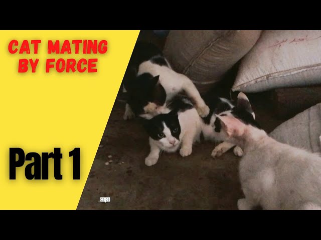 Video thumbnail for Cat wants to mate by force with two cats part 1