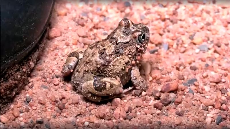 Video thumbnail for An endangered frog living in the middle of South Africa's Cape Town