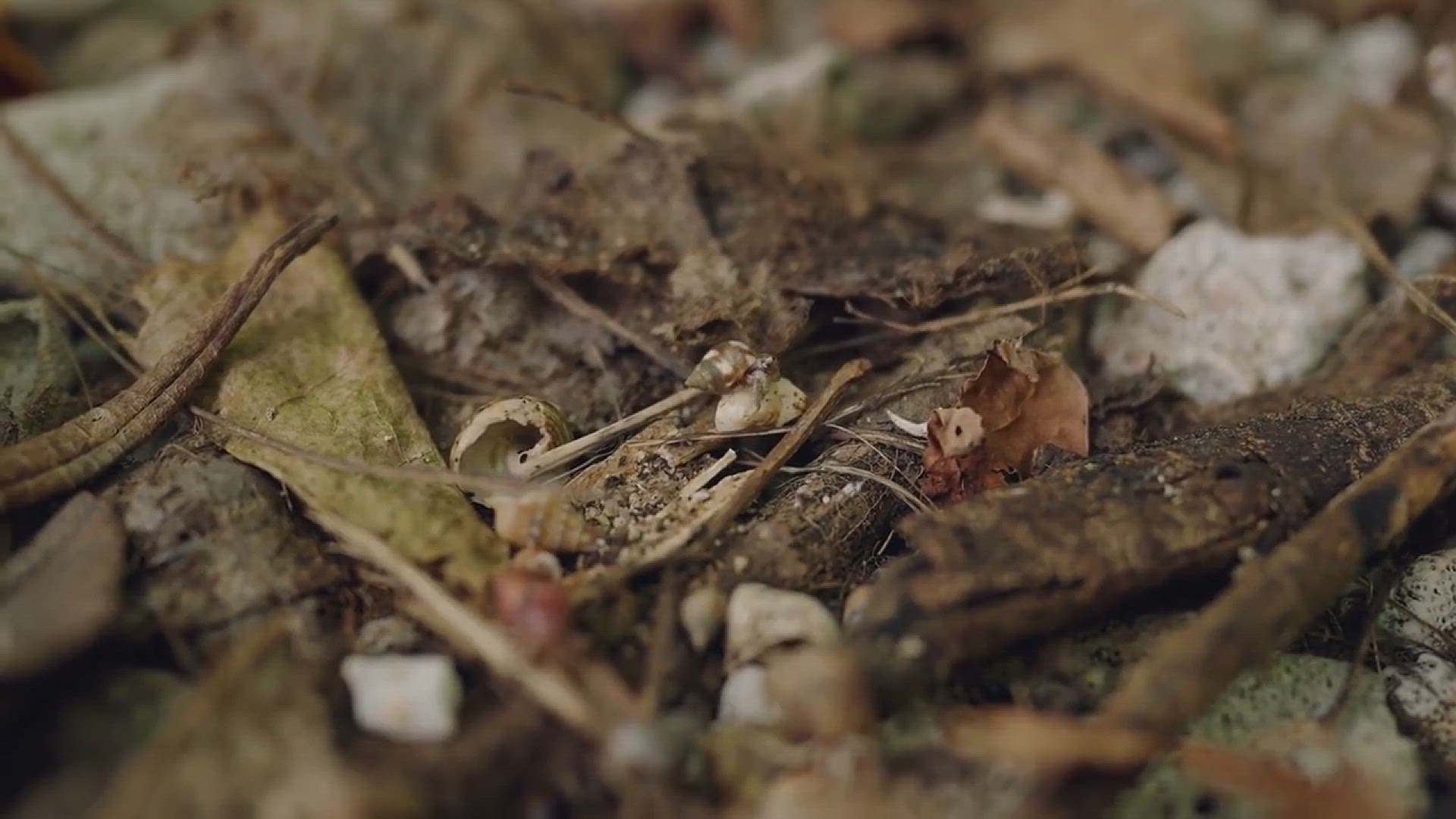 'Video thumbnail for 5 Reasons to Use Leaf Mulch in the Garden'