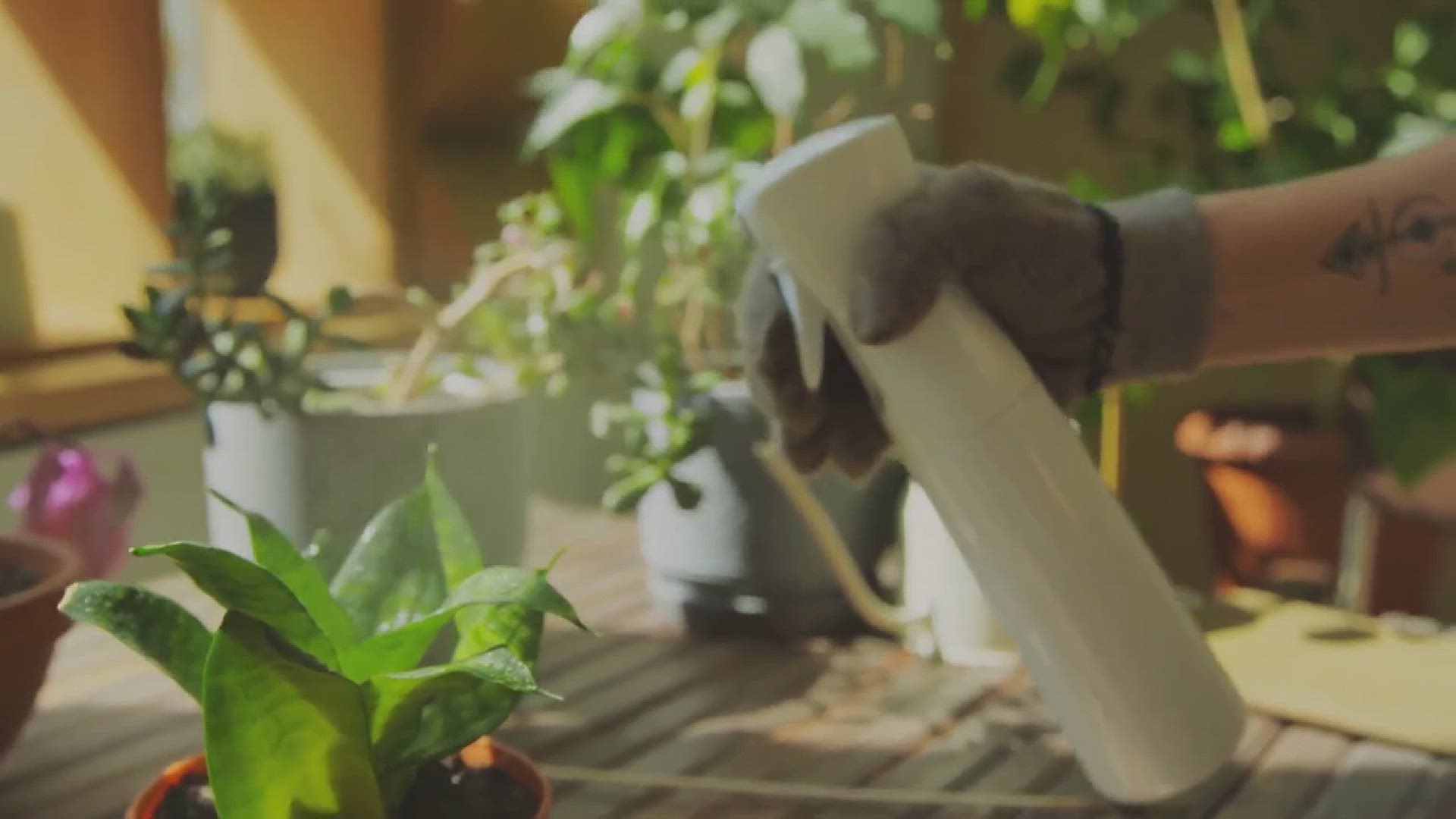 'Video thumbnail for 10 Organic Pest Control Methods'