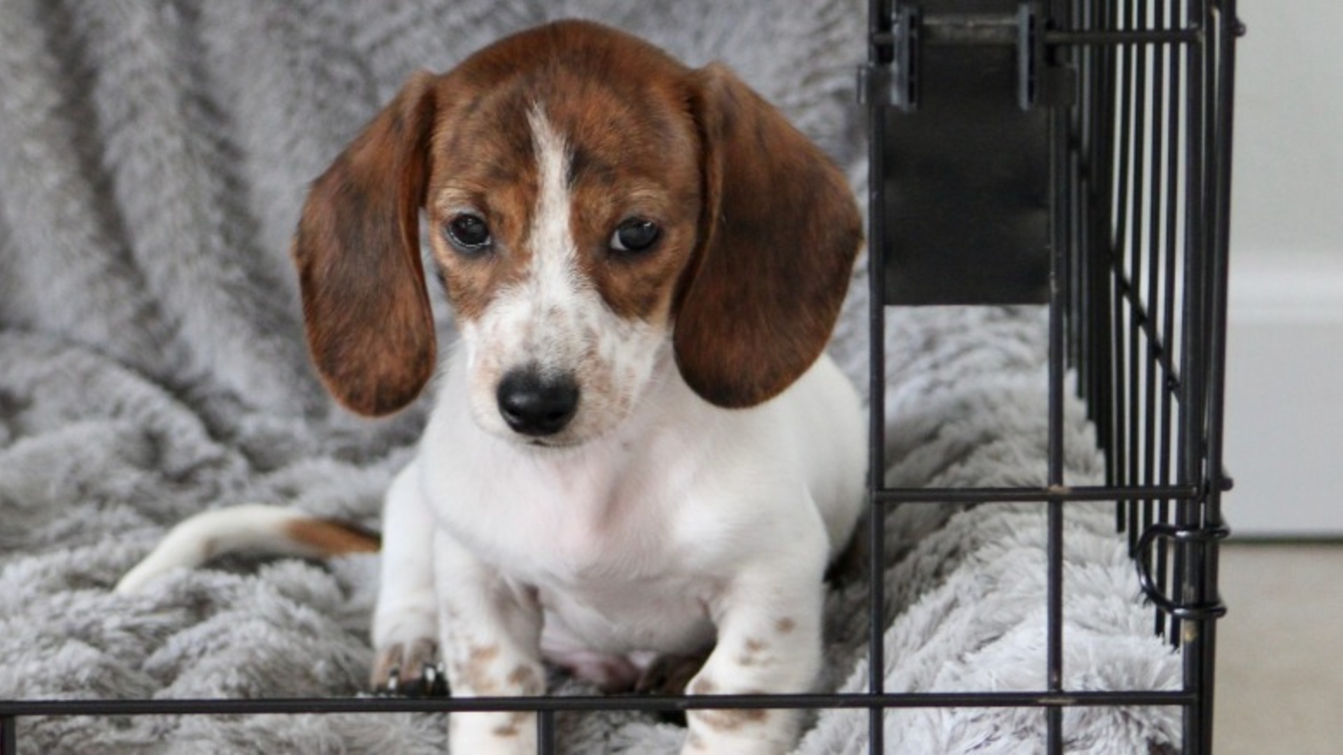 Video thumbnail for Crate Training A Puppy? Here's What Every Owner Should Know