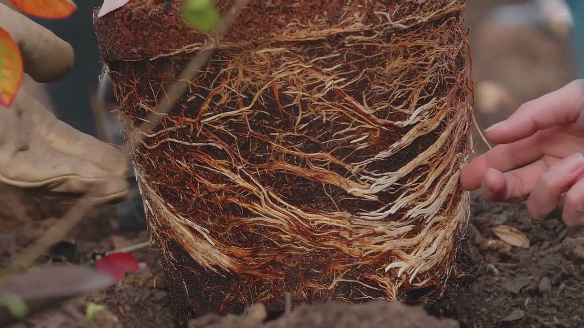'Video thumbnail for How Plant Roots Work'