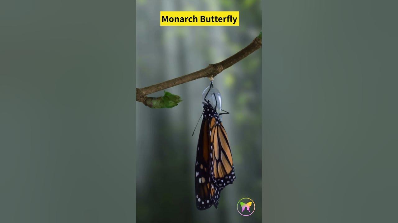 Video thumbnail for Monarch Butterfly Message