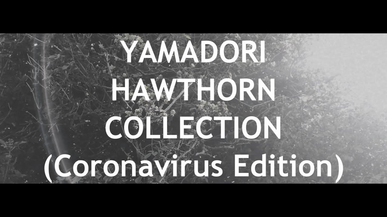 Video thumbnail for Yamadori Hawthorn Collection *In Lockdown* (Mame Bonsai Forest part 1 )