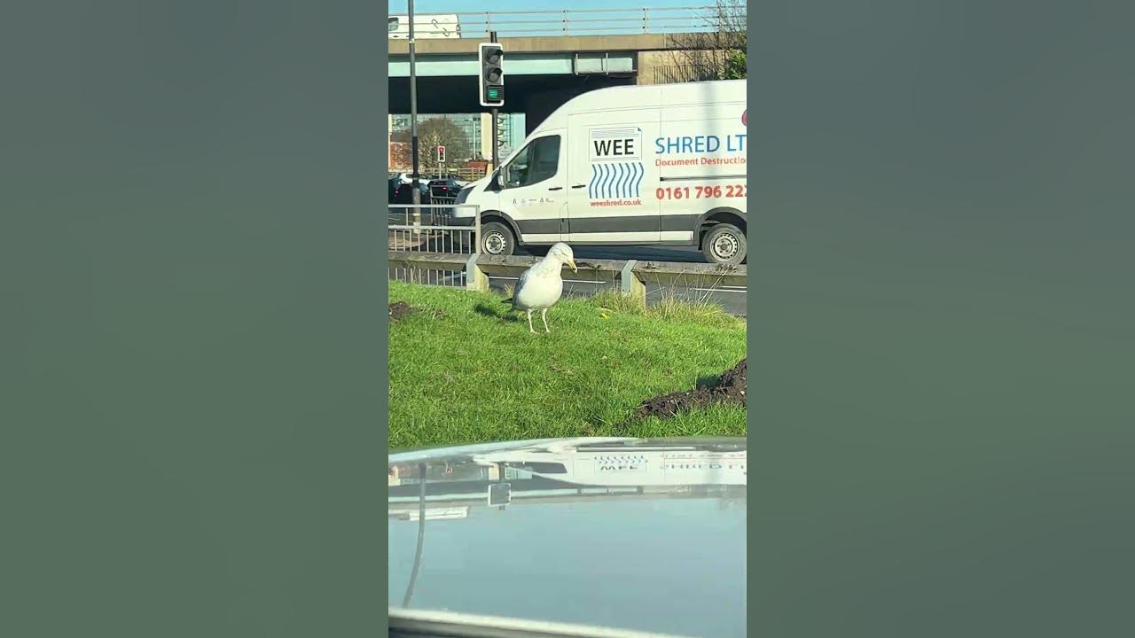 Video thumbnail for Salford Seagull Dance