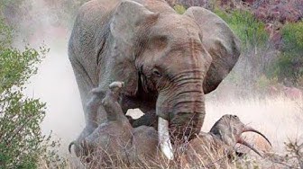 'Video thumbnail for Elephant and Rhinoceros Engage in Intense Battle for Dominance'