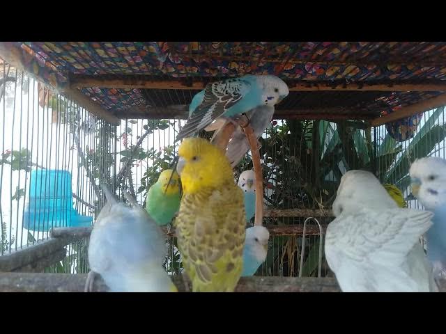 Video thumbnail for 💫 9 Minutos Natureza Viva – Cores Tropicais e Sons Suaves para Relaxar 🌙