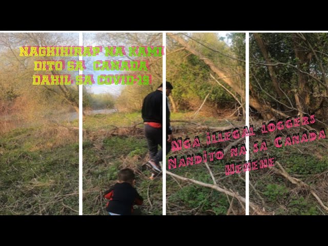 Video thumbnail for Exploring Guelph On. Canada🇨🇦, walking by the trail and picking up some fiddleheads in the bushes.