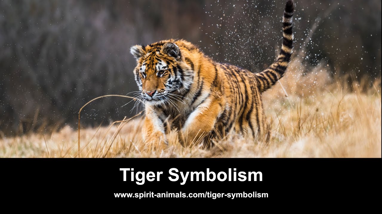 Video thumbnail for Tiger Symbolism