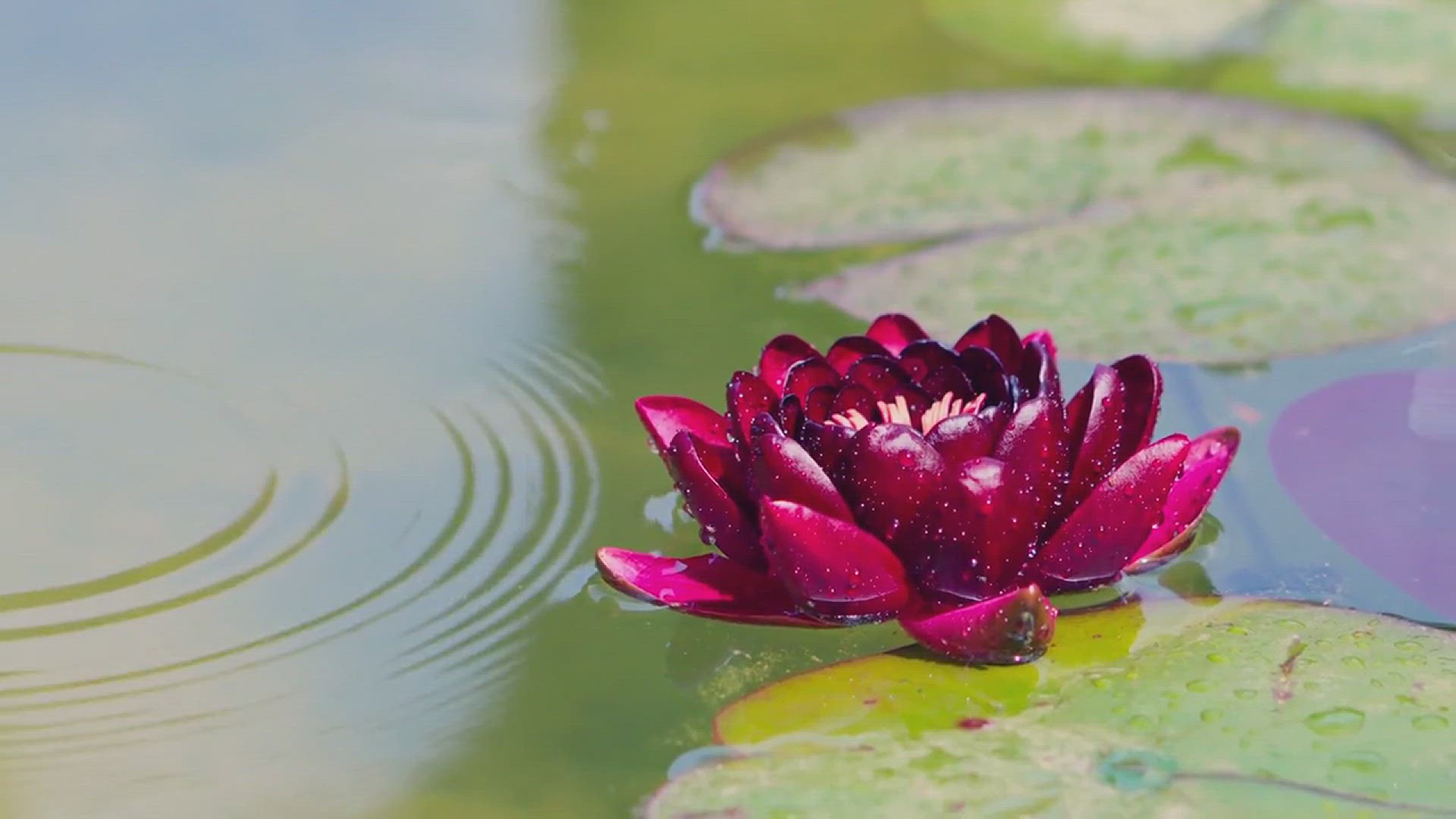 'Video thumbnail for The Best Water Plants for Ponds'