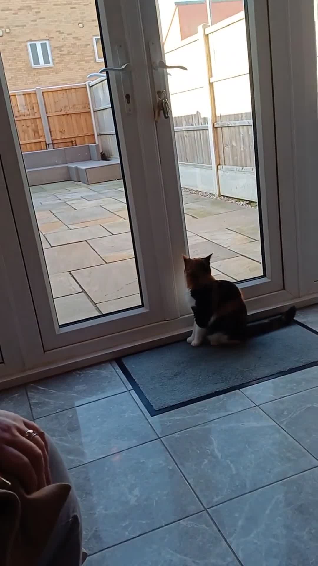 Video thumbnail for A lively cat