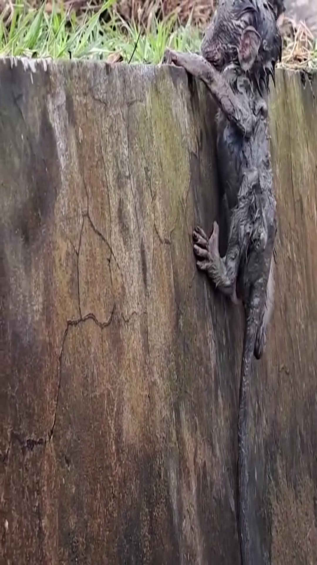 Video thumbnail for pity baby monkey life video