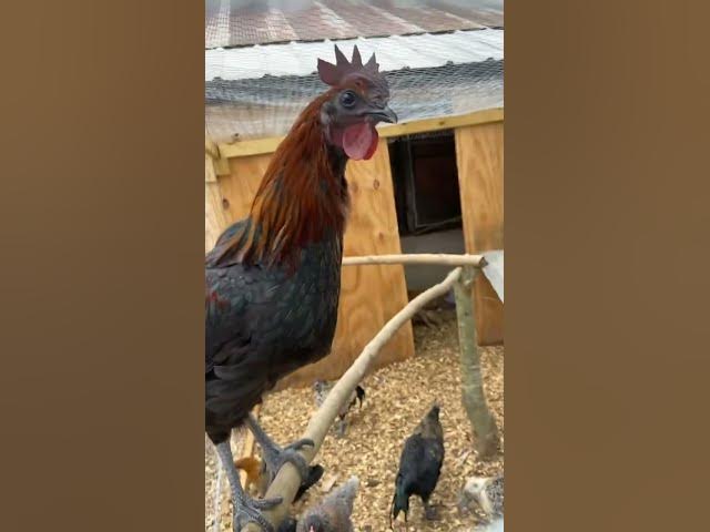 Video thumbnail for Some of our roosters, past and present #Roosters #Chickens #Crowing