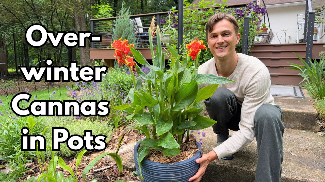 Video thumbnail for CANNA LILY - Overwinter Plants - Easy Method