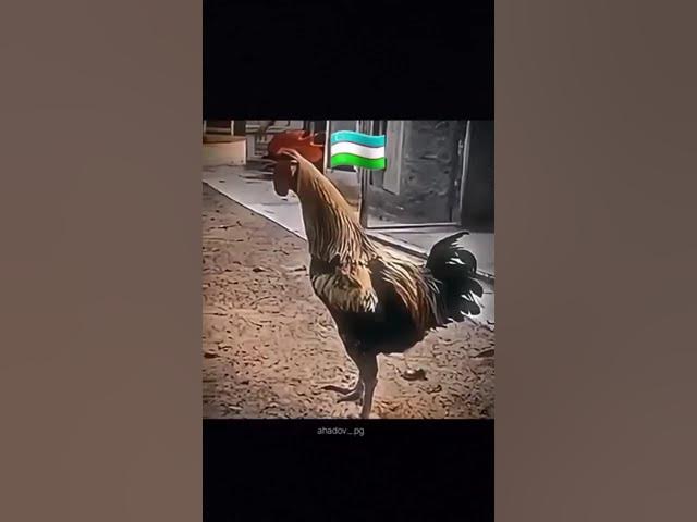 Video thumbnail for xuroz uzbgda🇺🇿