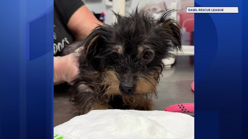 Video thumbnail for Two dozen dogs rescued from Ewing home, woman faces animal cruelty charges