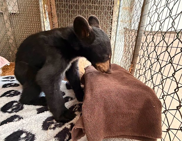 Video thumbnail for Bear cub being treated at wildlife refuge has died