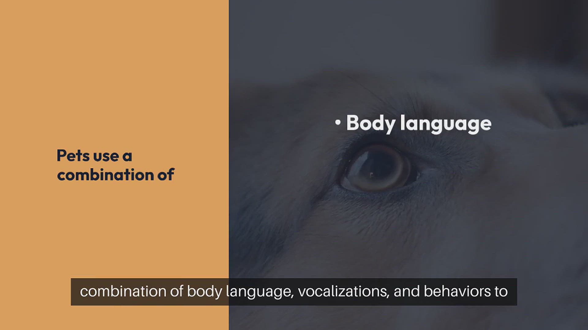 Video thumbnail for Understanding Pet Communication