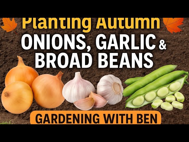 Video thumbnail for 🎥 ✅ Getting the Allotment Ready | Planting Autumn Onions, Garlic & Broad Beans